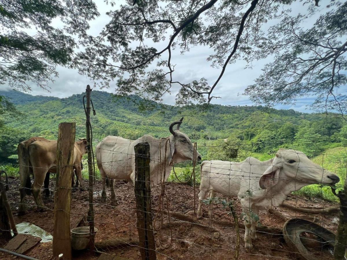Cabana Tolle Vista Savegre Εξωτερικό φωτογραφία